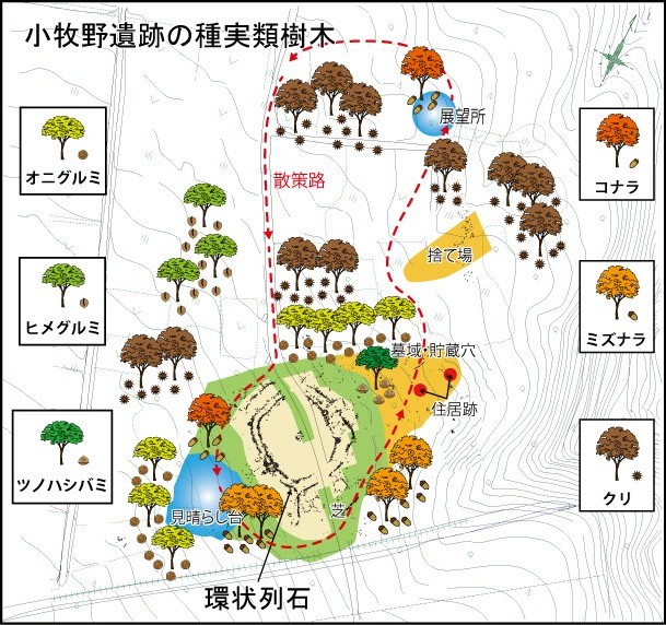 小牧野遺跡の種実類樹木マップ